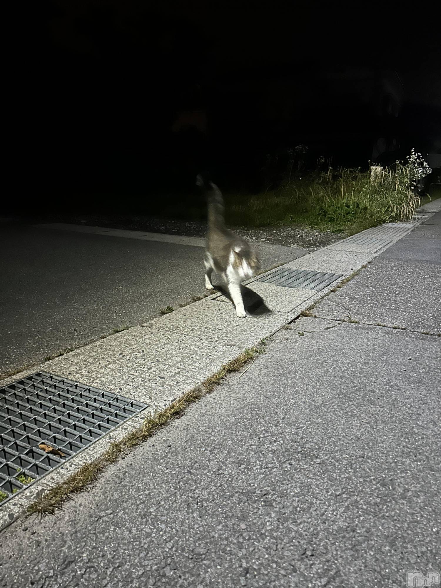 ��ˬ����Х��顦����֥���� �ץ���� ��ˬ(����� �ץ���� ����) ��2026ǯ3��6���̥�֥����ֲ�ʴ�����ɤ�‪🥲‎��