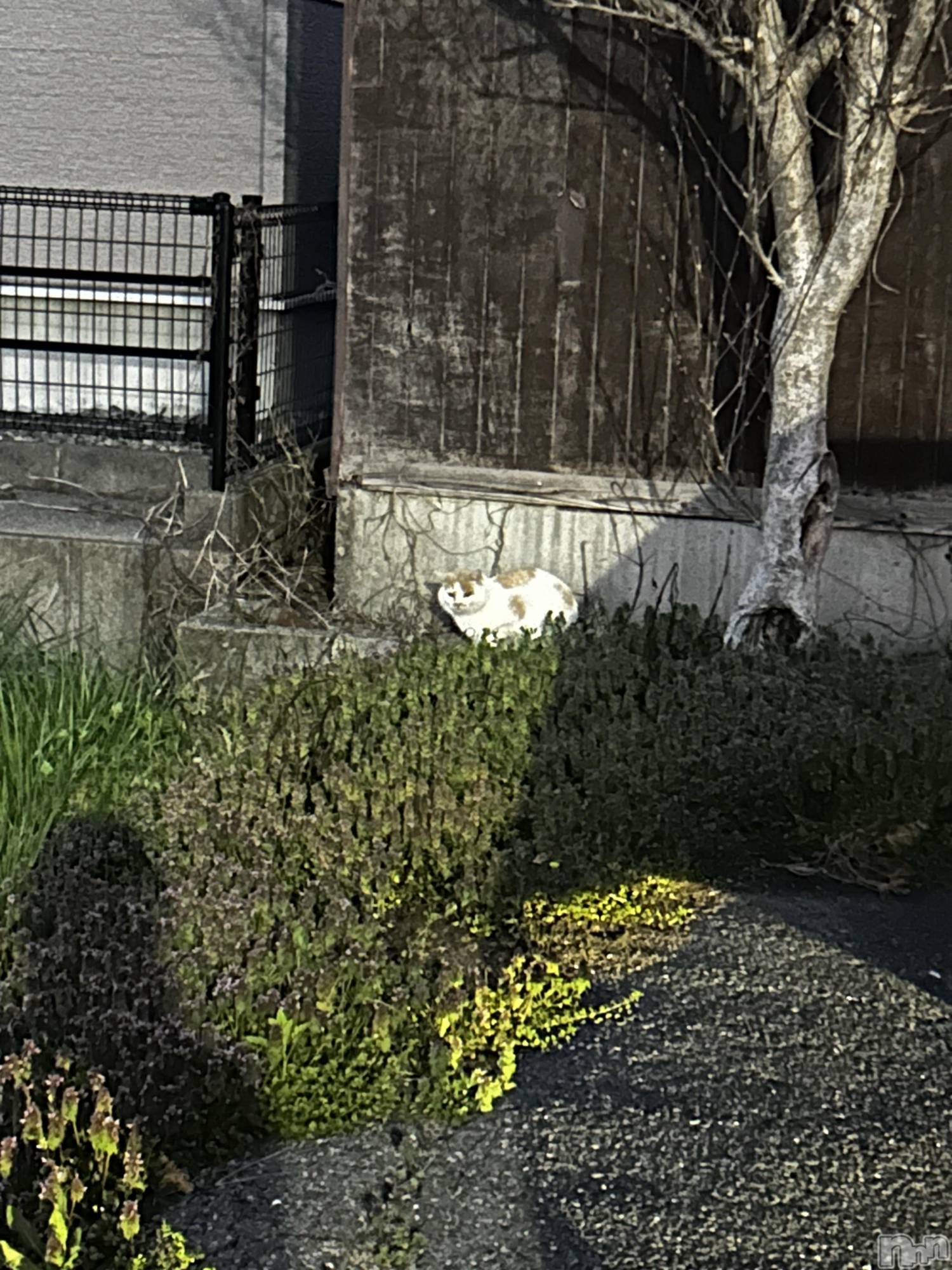 ��ˬ����Х��顦����֥���� �ץ���� ��ˬ(����� �ץ���� ����) ��2026ǯ4��14���̥�֥����֤��Ǥ֤Τˤ���