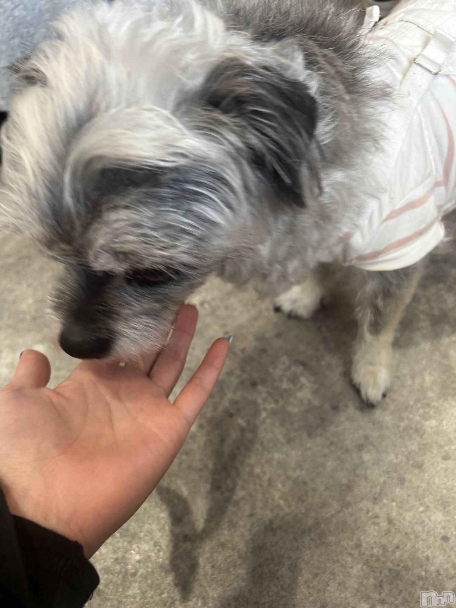 ��ˬ����Х��顦����֥���� �ץ���� ��ˬ(����� �ץ���� ����) ��2026ǯ4��21���̥�֥����֤�󤳡�