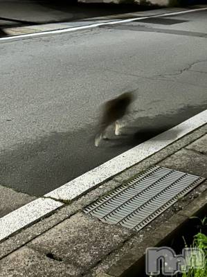 ��ˬ����Х��顦����֥���� �ץ���� ��ˬ(����� �ץ���� ����) �̰� �椤��6��6���̥�֥����֤��䤹�ߤʤ�����