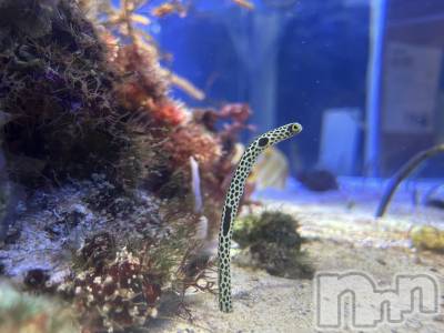 ��ˬ����Х��顦����֥���� �ץ���� ��ˬ(����� �ץ���� ����) �̰� �椤��6��10���̥�֥������������٤�ĺ���Ƥޤ���