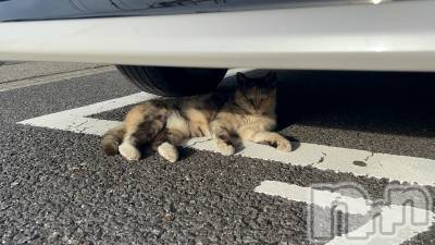 ��ˬ����Х��顦����֥���� �ץ���� ��ˬ(����� �ץ���� ����) �̰� �椤��6��15���̥�֥�����🐈⸒⸒⸒⸒��