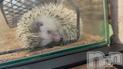 ��ˬ����Х��顦����֥���� �ץ���� ��ˬ(����� �ץ���� ����) �̰� �椤��6��28���̥�֥����ֲڶ�︎︎✨︎��