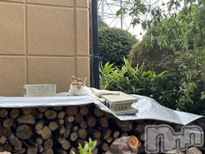 ��ˬ����Х��顦����֥���� �ץ���� ��ˬ(����� �ץ���� ����) �̰� �椤��6��29���̥�֥�����🐈⸒⸒⸒⸒��