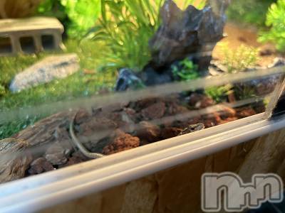 ��ˬ����Х��顦����֥���� �ץ���� ��ˬ(����� �ץ���� ����) �̰� �椤��7��17���̥�֥�����Ϣ��������