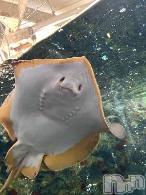 ��ˬ����Х��顦����֥���� �ץ���� ��ˬ(����� �ץ���� ����) �̰� �椤��7��18���̥�֥�����🚗 ³₃��