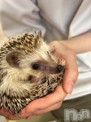 ��ˬ����Х��顦����֥���� �ץ���� ��ˬ(����� �ץ���� ����) �̰� �椤��6��18���̥�֥�����🦔⸒⸒𓂃𖠚ᐝ��