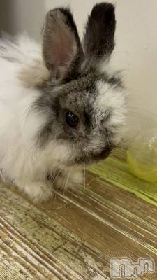 ��ˬ����Х��顦����֥���� �ץ���� ��ˬ(����� �ץ���� ����) �̰� �椤��8��3���̥�֥����֤�������