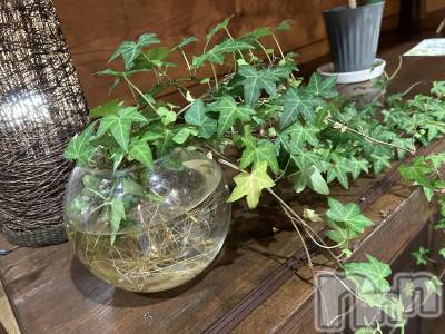 ��ˬ����Х��顦����֥���� �ץ���� ��ˬ(����� �ץ���� ����) �̰� �椤��8��13���̥�֥������������䤹�ߡ�