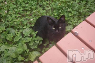 ��ˬ����Х��顦����֥���� �ץ���� ��ˬ(����� �ץ���� ����) �̰� �椤��9��7���̥�֥�����^._.^��