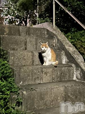 ��ˬ����Х��顦����֥���� �ץ���� ��ˬ(����� �ץ���� ����) �̰� �椤��10��2���̥�֥�����( ᐢ_  ̫ _ᐢ )��