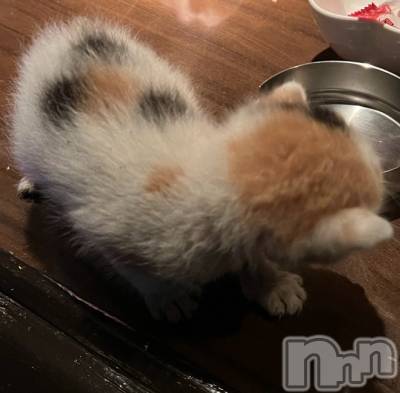 ��ˬ����Х��顦����֥���� �ץ���� ��ˬ(����� �ץ���� ����) �̰� �椤��11��4���̥�֥������������