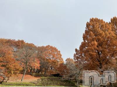 ��ˬ����Х��顦����֥���� �ץ���� ��ˬ(����� �ץ���� ����) �̰� �椤��11��18���̥�֥�����🍁🍂��