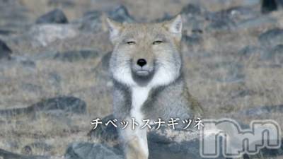 ��ˬ����Х��顦����֥���� �ץ���� ��ˬ(����� �ץ���� ����) �̰� �椤��11��19���̥�֥����ִ������Ǥ��͡ġġ�