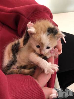 ��ˬ����Х��顦����֥���� �ץ���� ��ˬ(����� �ץ���� ����) �̰� �椤��11��25���̥�֥�����{^.