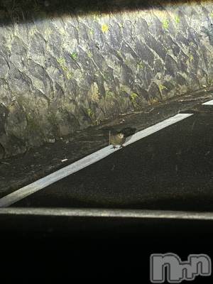 ��ˬ����Х��顦����֥���� �ץ���� ��ˬ(����� �ץ���� ����) �̰� �椤��12��29���̥�֥�����🐦⸒⸒��