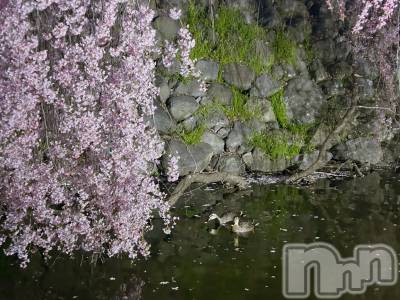 ��ˬ����Х��顦����֥���� �ץ���� ��ˬ(����� �ץ���� ����) �̰� �椤��4��16���̥�֥�����🌸🦆��