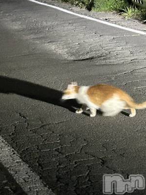 ��ˬ����Х��顦����֥���� �ץ���� ��ˬ(����� �ץ���� ����) �̰� �椤��5��2���̥�֥�����𓏲𓎨��