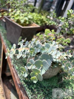 ��ˬ����Х��顦����֥���� �ץ���� ��ˬ(����� �ץ���� ����) �̰� �椤��5��10���̥�֥�����🌿.∘��