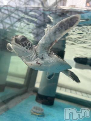 ��ˬ����Х��顦����֥���� �ץ���� ��ˬ(����� �ץ���� ����) �̰� �椤��6��5���̥�֥�����🐢𓈒 𓂂𓏸��