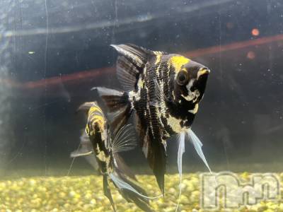 ��ˬ����Х��顦����֥���� �ץ���� ��ˬ(����� �ץ���� ����) �̰� �椤��10��24���̥�֥�����🐠🫧‪��