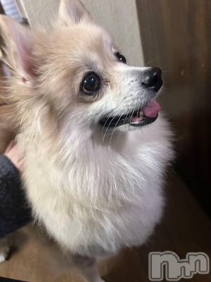 ��ˬ����Х��顦����֥���� �ץ���� ��ˬ(����� �ץ���� ����) �̰� �椤��11��14���̥�֥�����૮  ̥_  ̫ _  ̥ა��