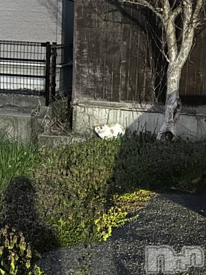 ��ˬ����Х��顦����֥���� �ץ���� ��ˬ(����� �ץ���� ����) �̰� �椤��4��14���̥�֥����֤��Ǥ֤Τˤ���