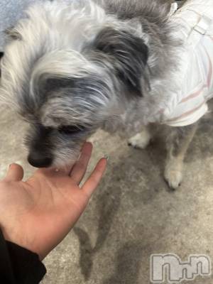 ��ˬ����Х��顦����֥���� �ץ���� ��ˬ(����� �ץ���� ����) �̰� �椤��4��21���̥�֥����֤�󤳡�