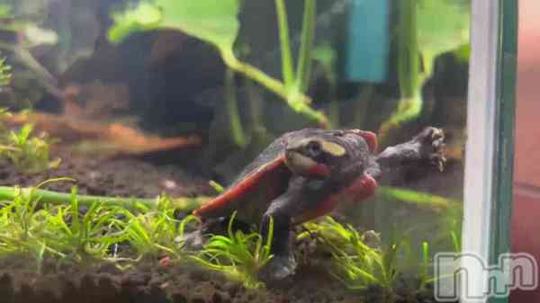 ��🐢💚📷��