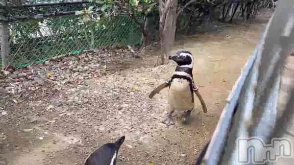 �֤ڤ󤮤�🐧��