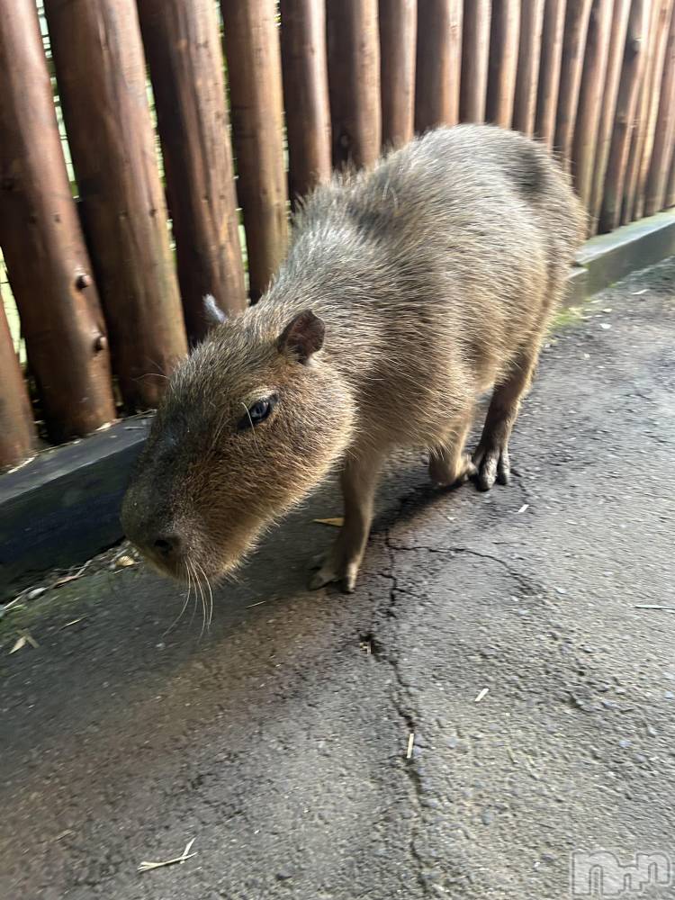 ��ë����Х��顦�����CLUB��Paladin(����֡��ѥ�ǥ���) ŷ�ȡ����Ȥ�9��11���̥�֥�����🧡��