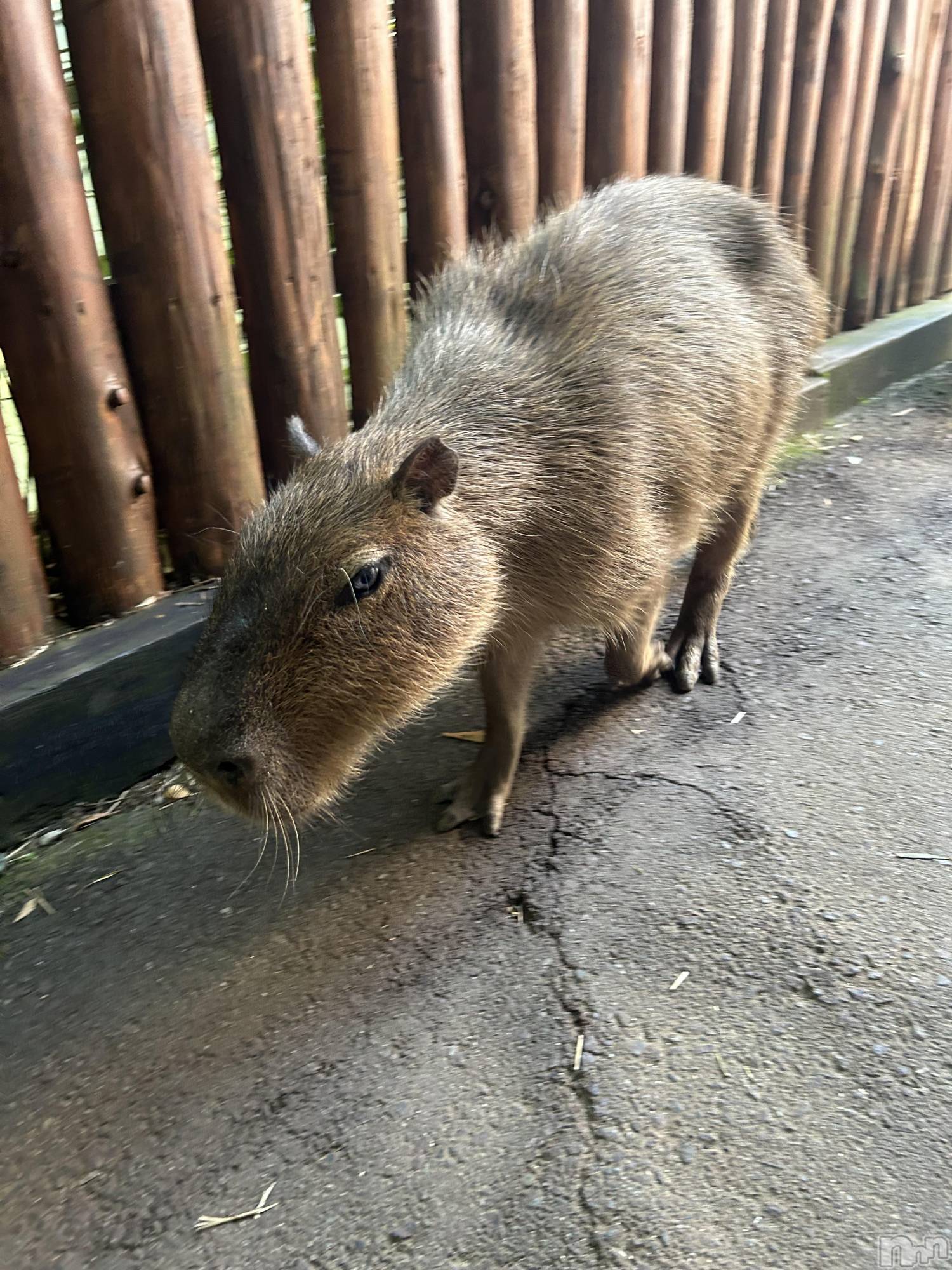 ��ë����Х��顦�����CLUB��Paladin(����֡��ѥ�ǥ���) ��2024ǯ9��11���̥�֥�����🧡��