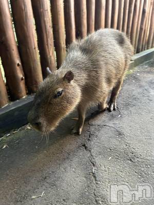 ��ë����Х��顦�����CLUB��Paladin(����֡��ѥ�ǥ���) ŷ�ȡ����Ȥ�9��11���̥�֥�����🧡��