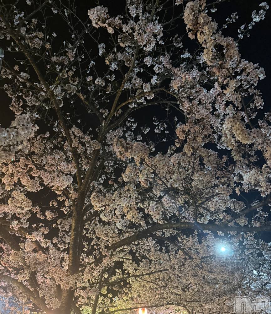 �����������Х��顦�����Diletto(�ǥ���å�) �椢��4��11���̥�֥����֤�������💨��