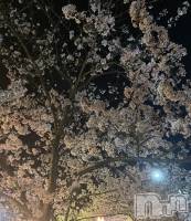 �����������Х��顦�����Diletto(�ǥ���å�) �椢(19)��4��11���̥�֥����֤�������💨��