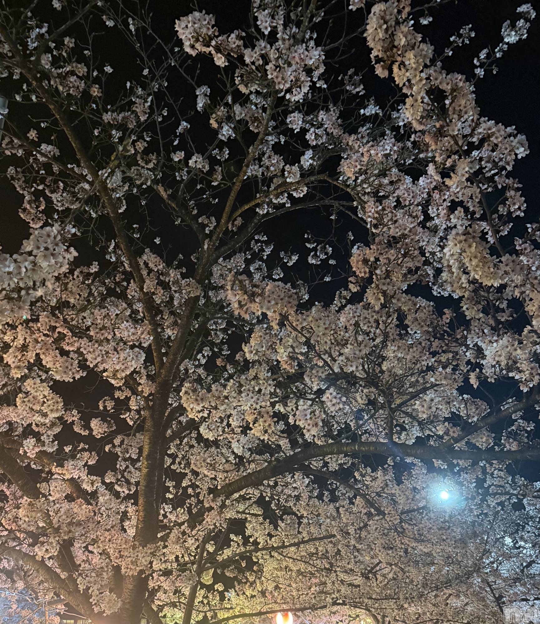 �����������Х��顦�����Diletto(�ǥ���å�) ��2026ǯ4��11���̥�֥����֤�������💨��