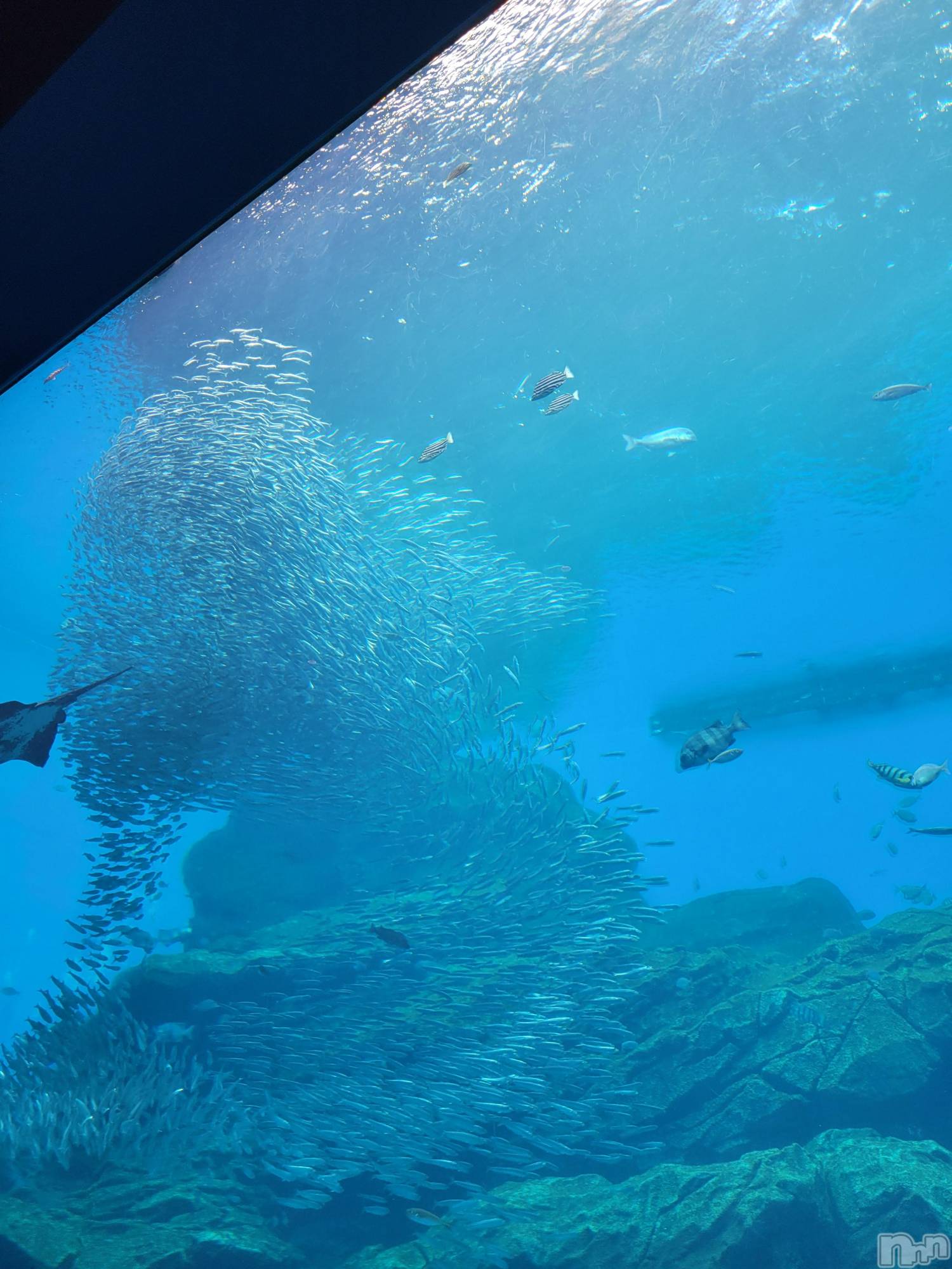 Х顦ֽϽХ Lips(奯祭Хåץ) 2024ǯ816ֿ̥֥²🐧