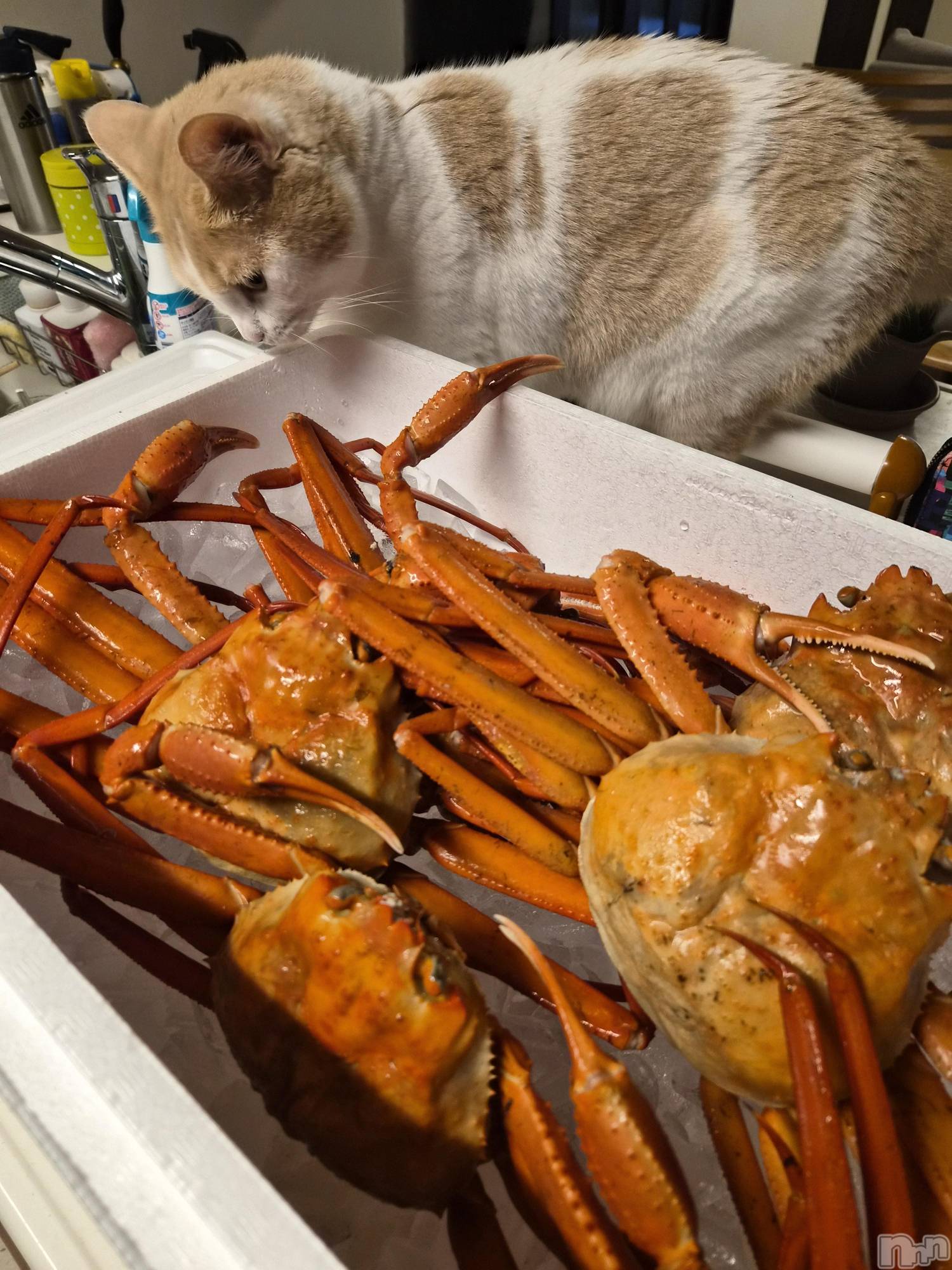 Х顦ֽϽХ Lips(奯祭Хåץ) 2025ǯ95ֳ̥֥🦀