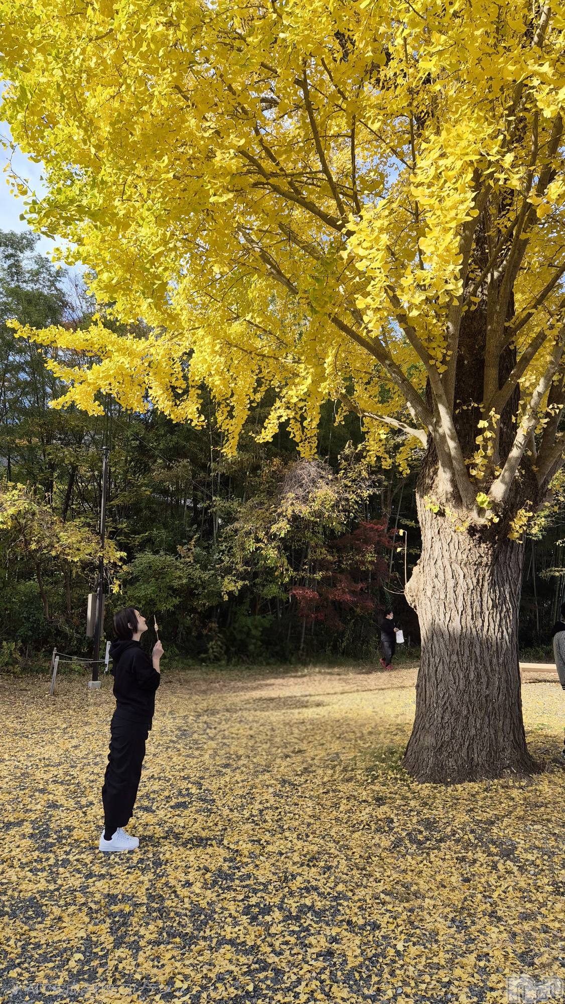 Х顦ֽϽХ Lips(奯祭Хåץ) 2025ǯ1130̥֥ɡ