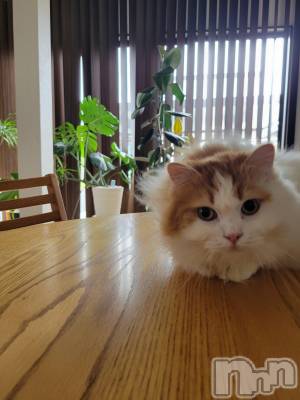 Х顦ֽϽХ Lips(奯祭Хåץ) 78ֲ̥֥椬ȤΤˤ🐱