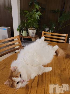 Х顦ֽϽХ Lips(奯祭Хåץ) 1210̥֥֤ˤ🐱