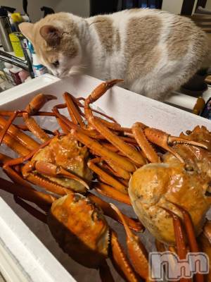 Х顦ֽϽХ Lips(奯祭Хåץ) 95ֳ̥֥🦀