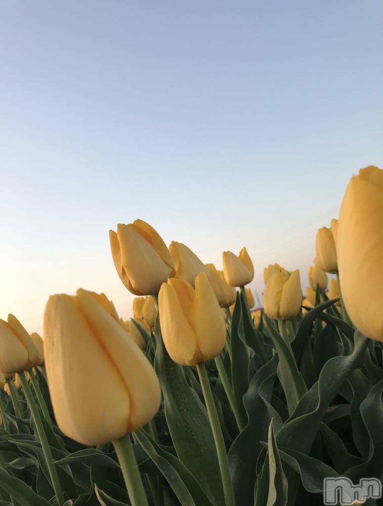 Х顦ֽϽХ Lips(奯祭Хåץ) ʤ426̥֥֥塼å🌷✨