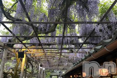 Х顦ֽϽХ Lips(奯祭Хåץ) ʤ510̥֥ƣê🪻💜
