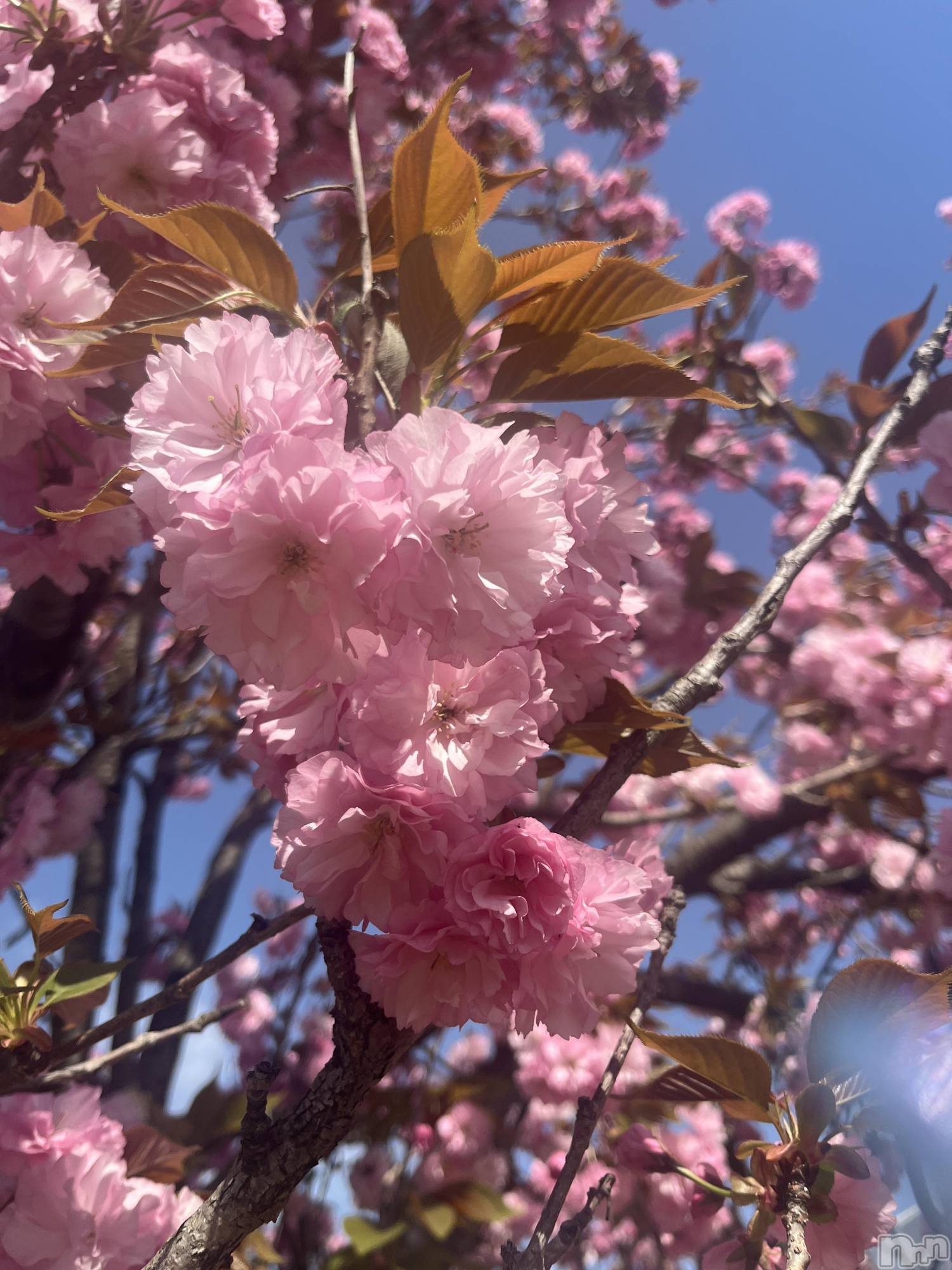 長岡デリヘル長岡人妻市(ナガオカヒトヅマイチ)彩春【いろは】★大人可愛い(37)の2026年4月21日写メブログ「本日も」