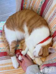 長岡デリヘル長岡人妻市(ナガオカヒトヅマイチ) 彩春【いろは】★大人可愛い(37)の11月13日写メブログ「癒されました💓」