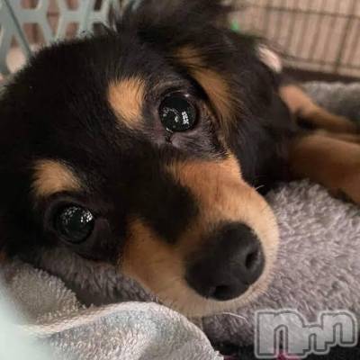 長岡デリヘル 長岡人妻市(ナガオカヒトヅマイチ) 彩春【いろは】★大人可愛い(37)の11月22日写メブログ「お礼ブログ💌」