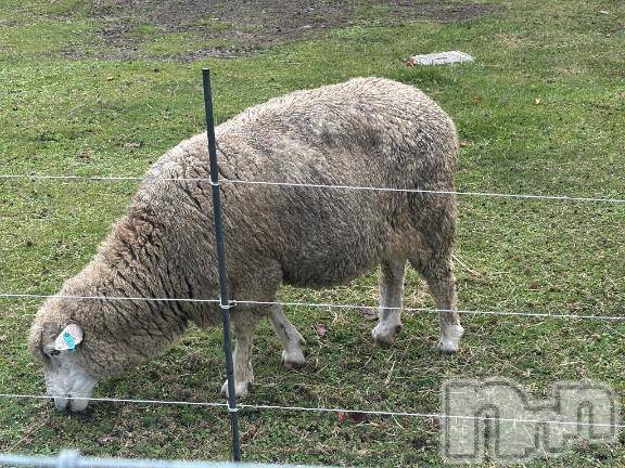 佐久発デリヘル佐久上田人妻隊(サクウエダヒトヅマタイ) みやび(35)の12月19日写メブログ「おはようございます⭐︎」