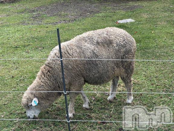 佐久発デリヘル佐久上田人妻隊(サクウエダヒトヅマタイ)みやび(35)の2025年11月7日写メブログ「[お題]from:納豆キムチさん」