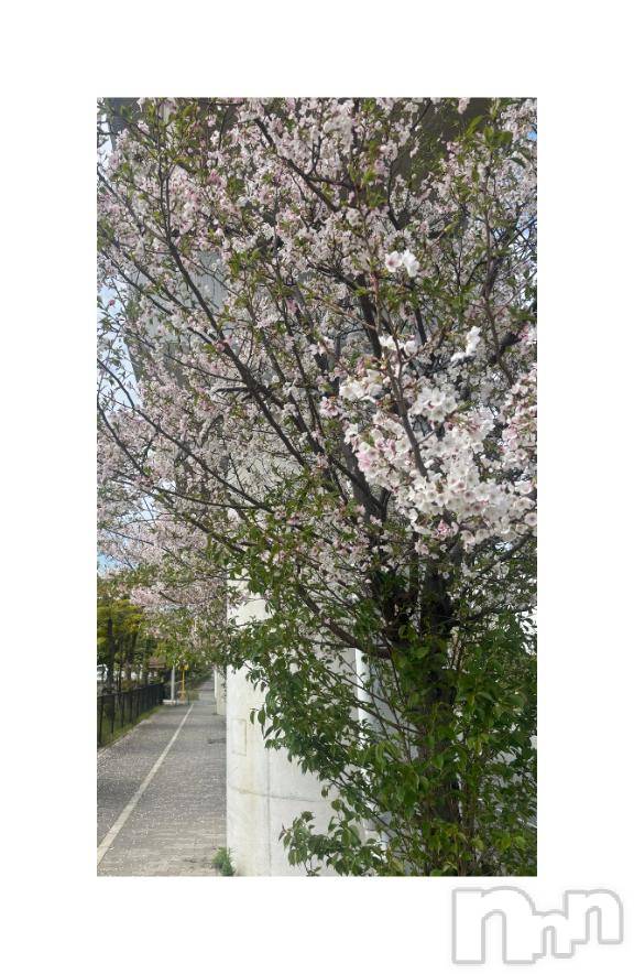 佐久発デリヘル佐久上田人妻隊(サクウエダヒトヅマタイ)みやび(35)の2026年4月15日写メブログ「[お題]from:ミートボールさん」